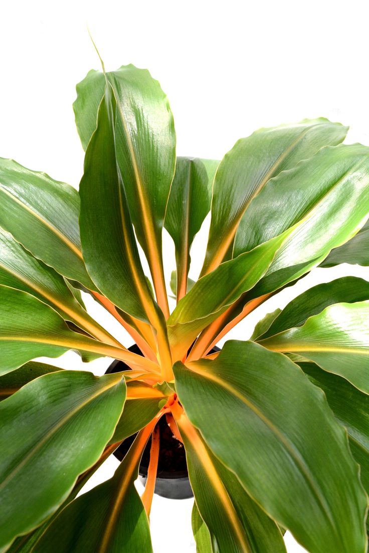 Orange Spider Plant (Chlorophytum orchidastrum) - Ladybird Nursery