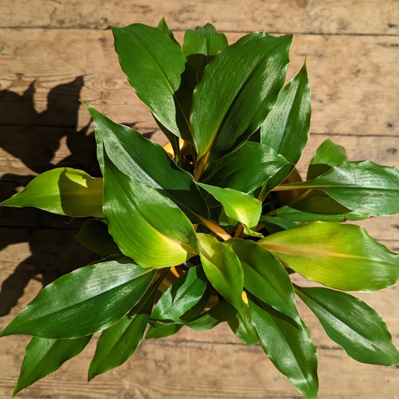 Orange Spider Plant (Chlorophytum orchidastrum)