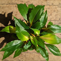 Orange Spider Plant (Chlorophytum orchidastrum)