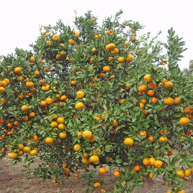 Dwarf Blood Orange Meli Tarocco Fruit Tree – Buy Now! – Ladybird Nursery