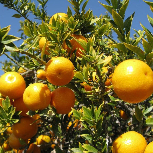 Dwarf Blood Orange Rosso Tarocco Fruit Tree – Buy Now! – Ladybird Nursery