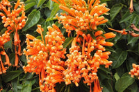 Orange Trumpet Vine (Pyrostegia venusta)