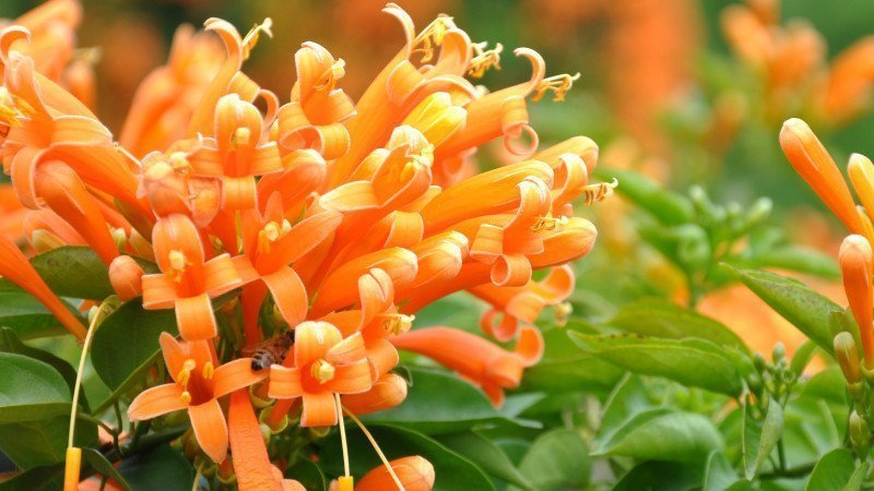 Orange Trumpet Vine (Pyrostegia venusta)
