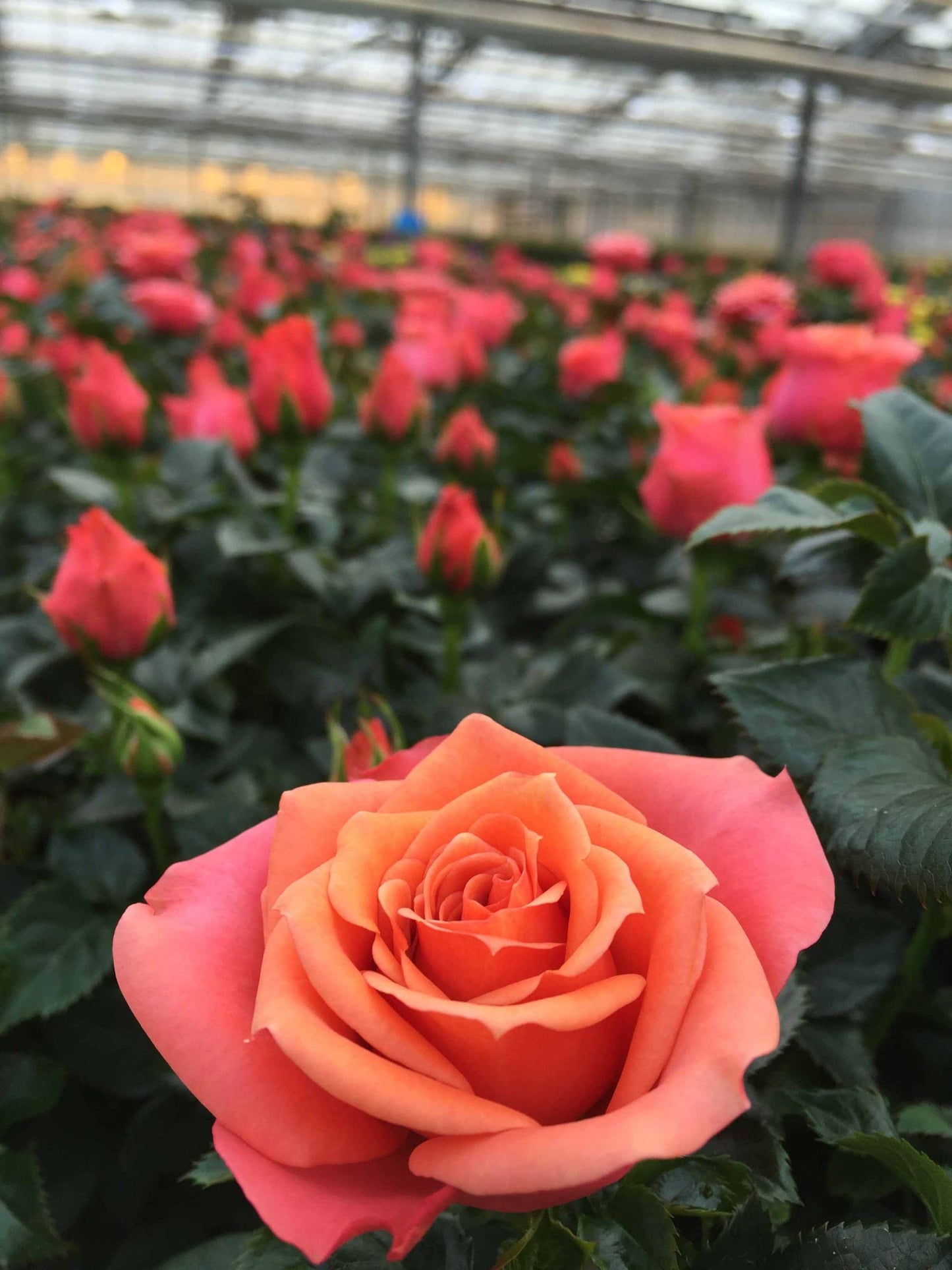 Rose Jewel Miniature Orange (Rosa)