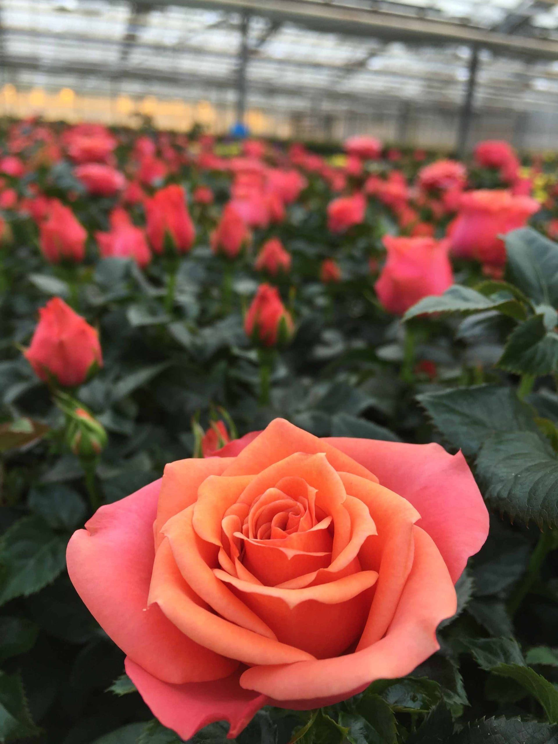 Rose Jewel Miniature Orange (Rosa)