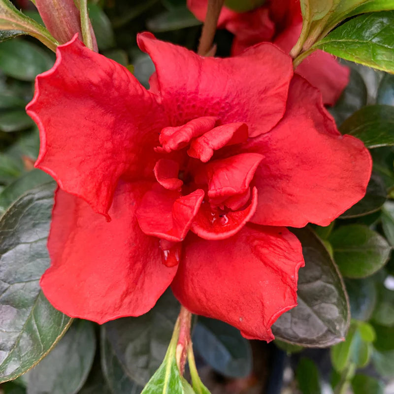 Azalea indica Orange Chimes