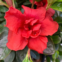 Azalea indica Orange Chimes - Ladybird Nursery