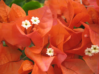 Bougainvillea Orange Glory (Bougainvillea glabra)