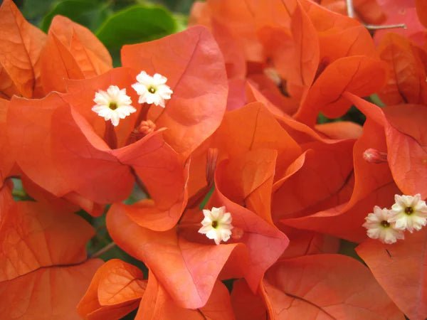 Bougainvillea Orange Glory (Bougainvillea glabra) - Ladybird Nursery