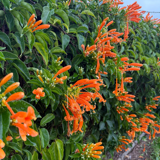 Orange Trumpet Vine (Pyrostegia venusta) - Ladybird Nursery