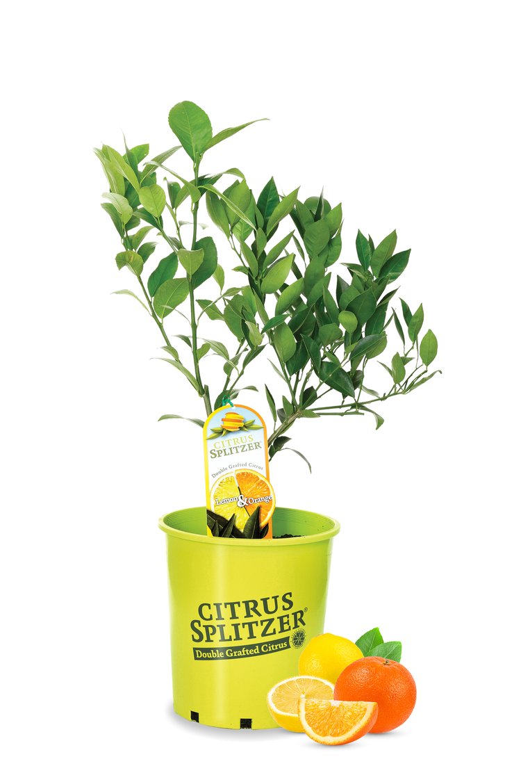 Lemon &amp; Orange Tree