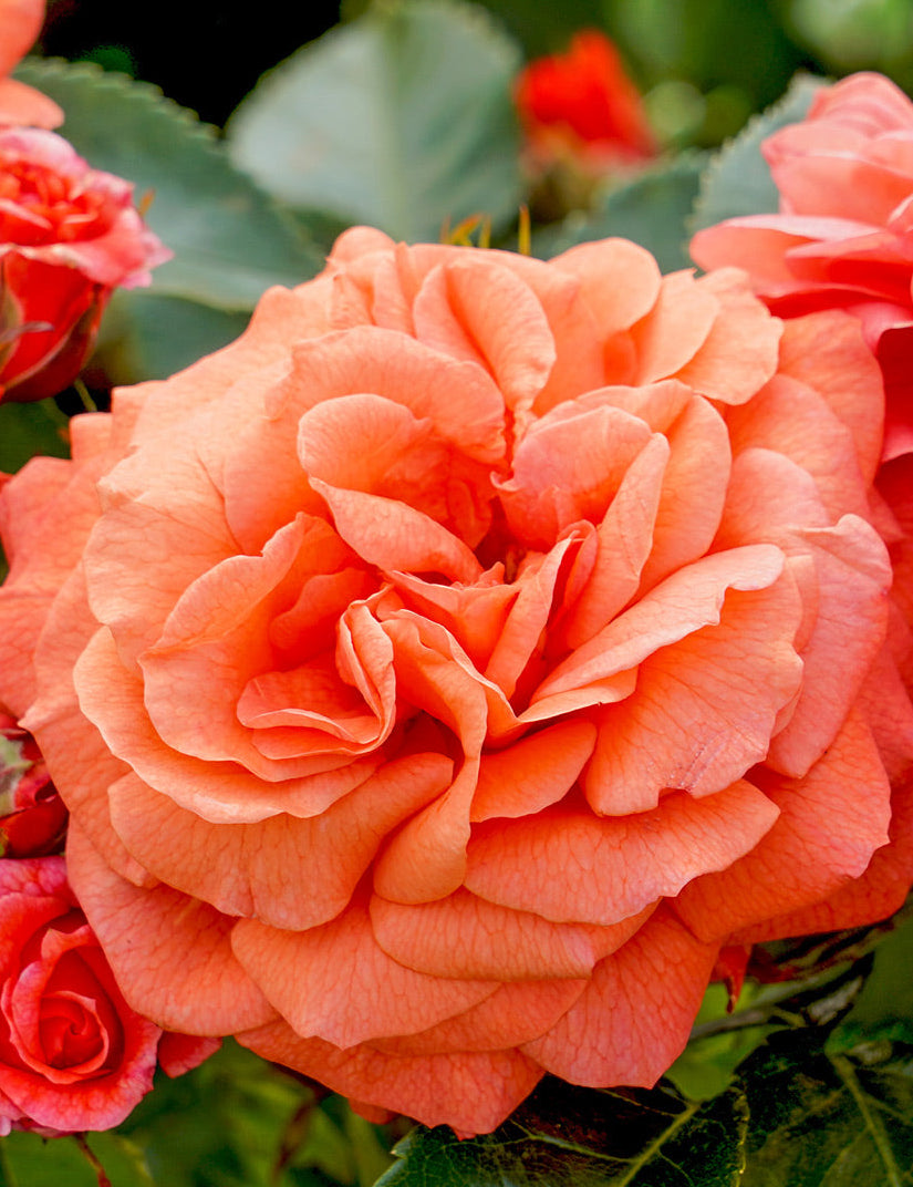 Rose 'Orangerie' (Rosa)