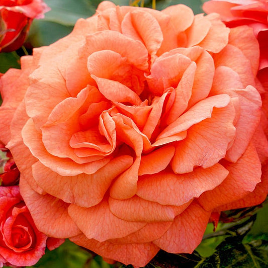 Rose 'Orangerie' (Rosa) - Ladybird Nursery