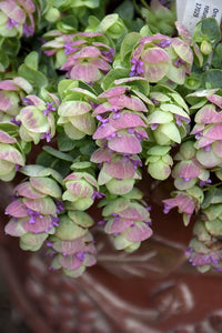 Oregano Kirigami Origanum spp. (Oregano - ) - Ladybird Nursery