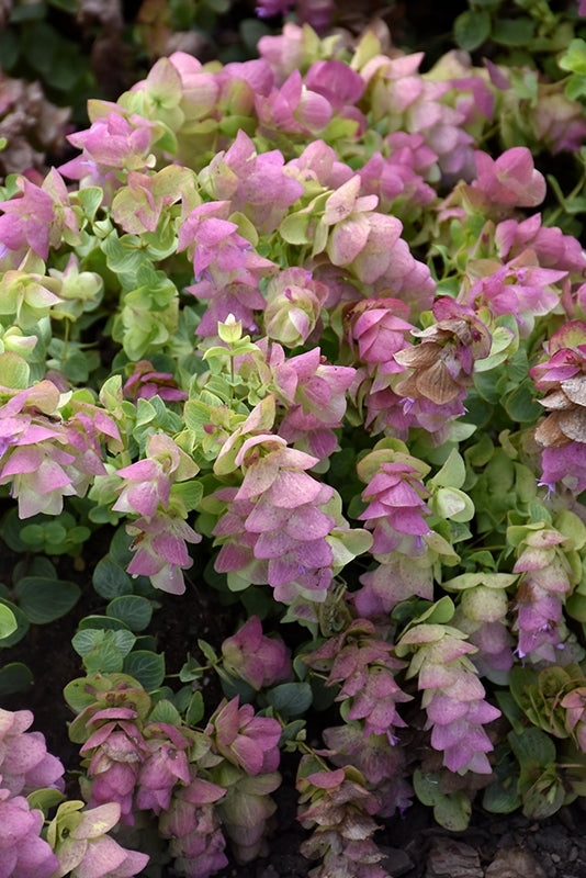 Oregano Kirigami Origanum spp. (Oregano -)