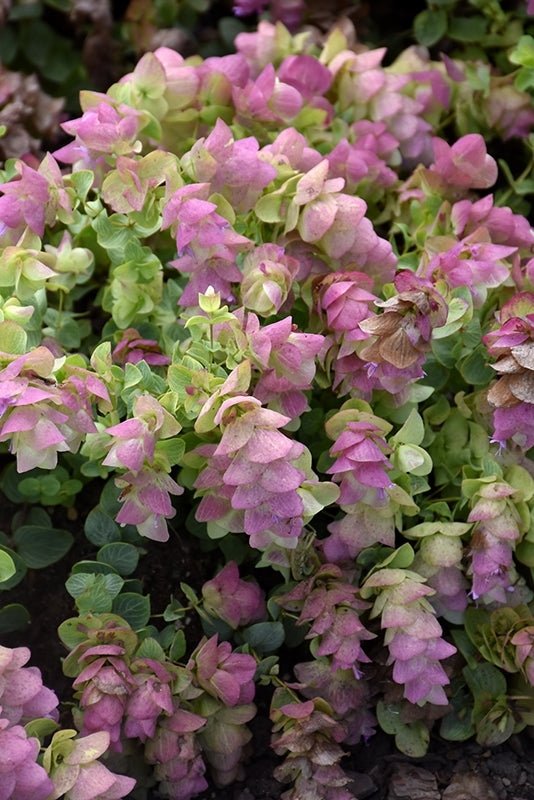 Oregano Kirigami Origanum spp. (Oregano - ) - Ladybird Nursery