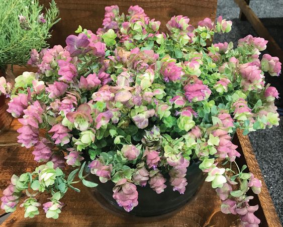 Oregano Kirigami Origanum spp. (Oregano -)