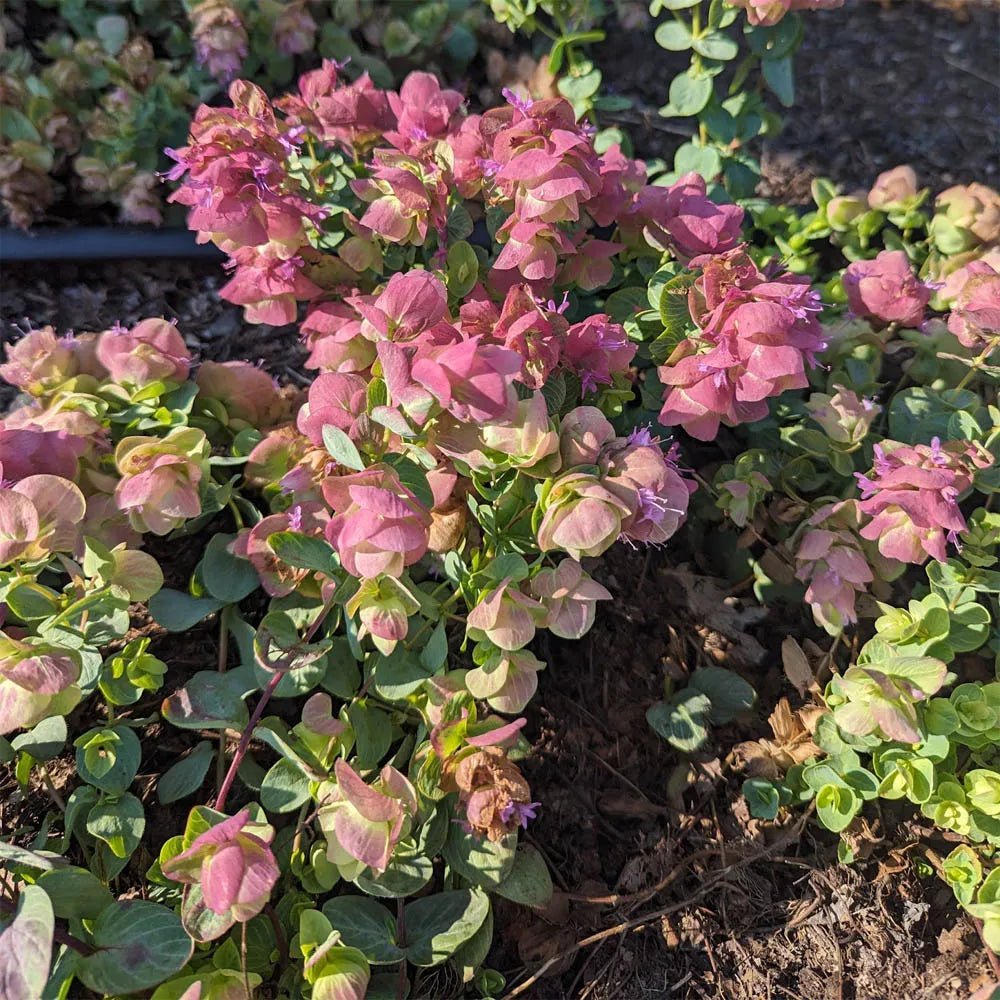 Oregano Kirigami Origanum spp. (Oregano - ) - Ladybird Nursery