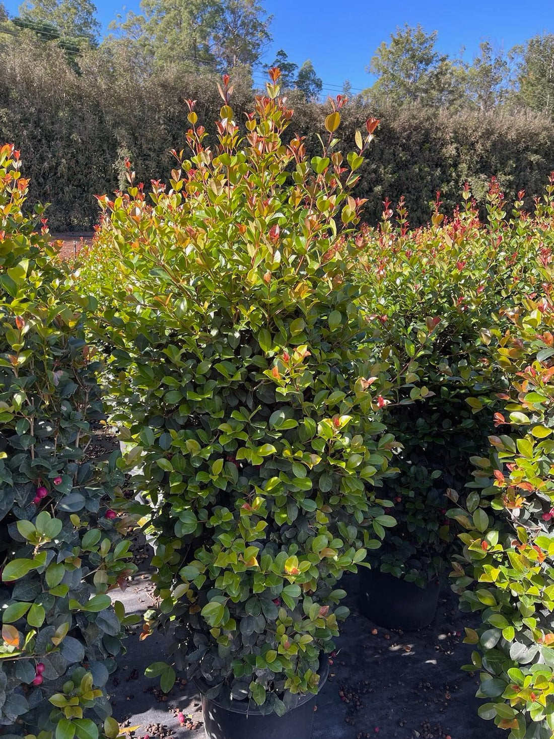 Lilly Pilly Big Red (Syzygium australe) - Ladybird Nursery