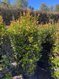 Lilly Pilly Big Red (Syzygium australe)