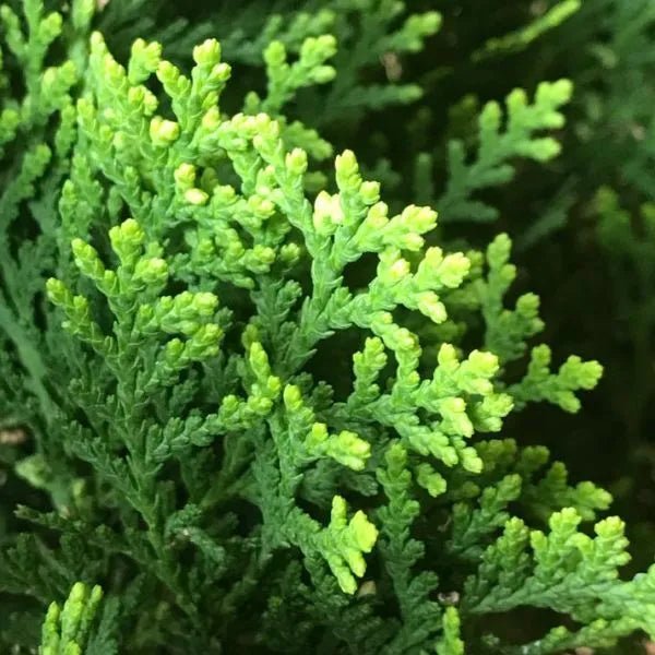 Oriental Arborvitae (Thuja orientalis) - Ladybird Nursery