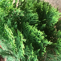 Oriental Arborvitae (Thuja orientalis) - Ladybird Nursery