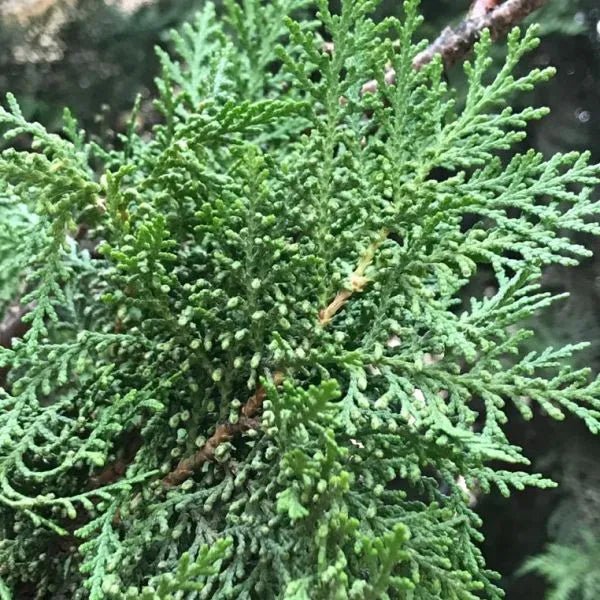 Oriental Arborvitae (Thuja orientalis) - Ladybird Nursery