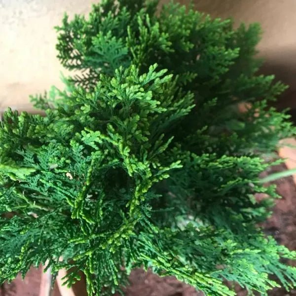 Oriental Arborvitae (Thuja orientalis) - Ladybird Nursery