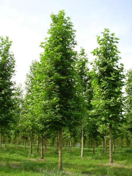 Oriental Plane Tree cv. digitata (Platanus orientalis)