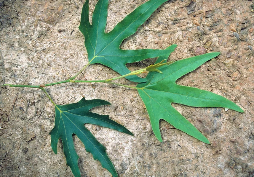Oriental Plane Tree cv. digitata (Platanus orientalis)