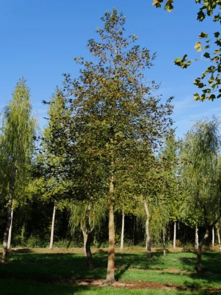 Oriental Plane Tree cv. digitata (Platanus orientalis) - Ladybird Nursery
