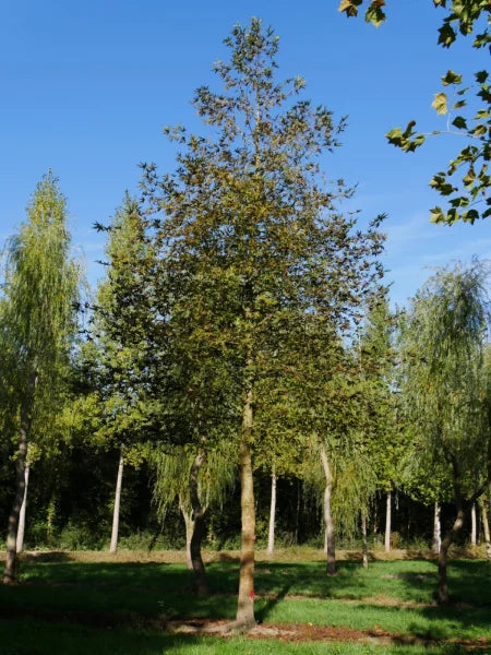 Oriental Plane Tree cv. digitata (Platanus orientalis)