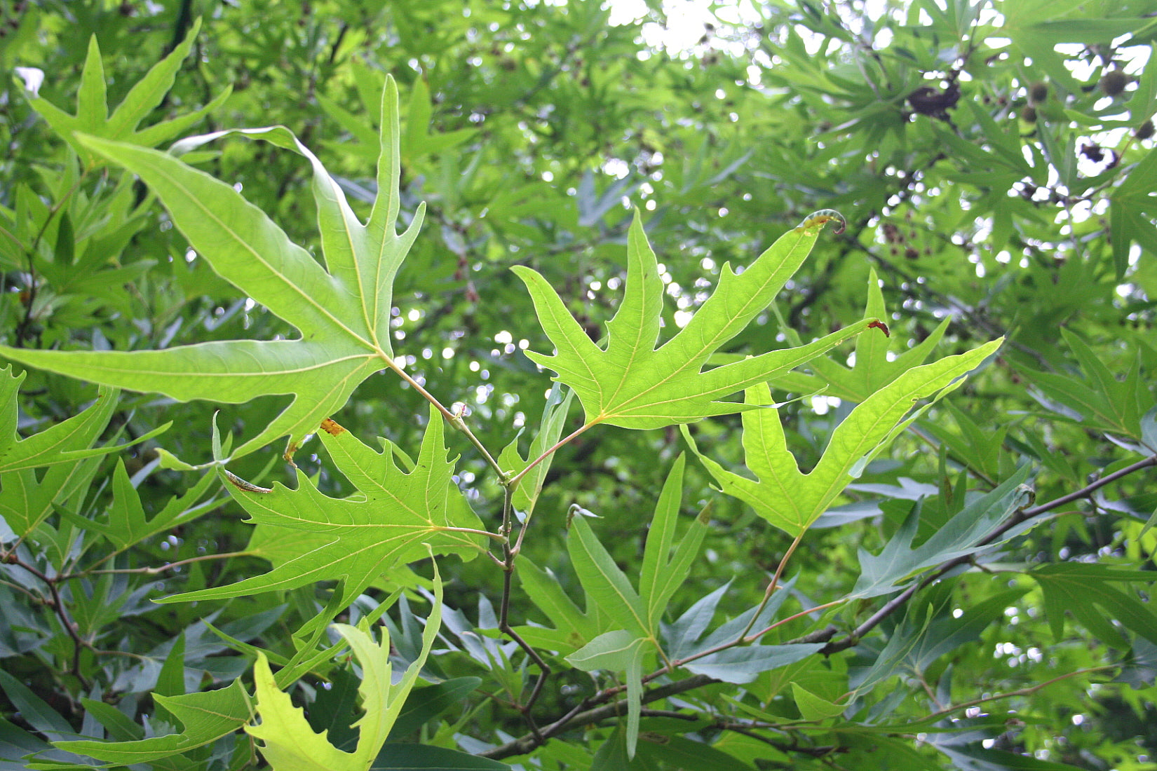 Oriental Plane Tree cv. digitata (Platanus orientalis)