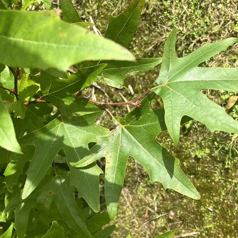 Oriental Plane Tree cv. digitata (Platanus orientalis) - Ladybird Nursery