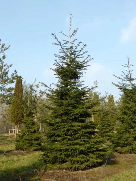 Oriental Spruce (Picea orientalis)