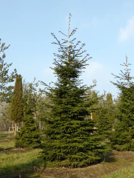 Oriental Spruce (Picea orientalis) - Ladybird Nursery
