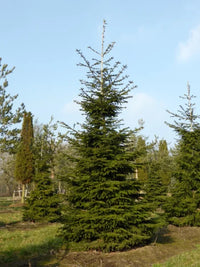 Oriental Spruce (Picea orientalis)