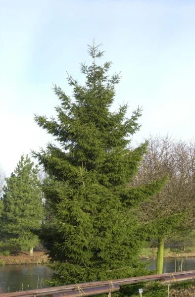 Oriental Spruce (Picea orientalis) - Ladybird Nursery