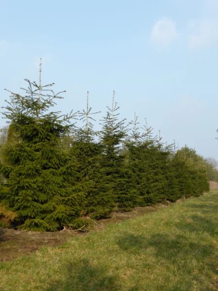 Oriental Spruce (Picea orientalis) - Ladybird Nursery