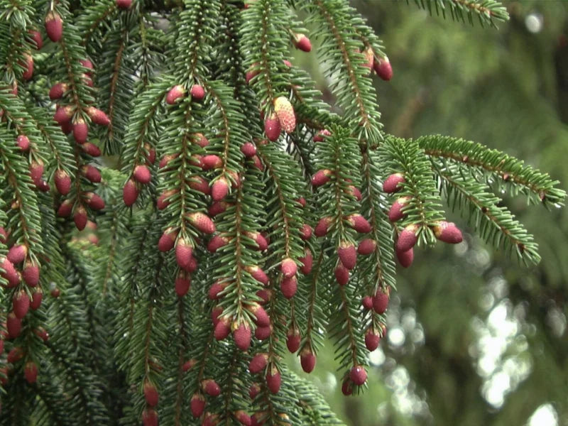 Oriental Spruce (Picea orientalis)