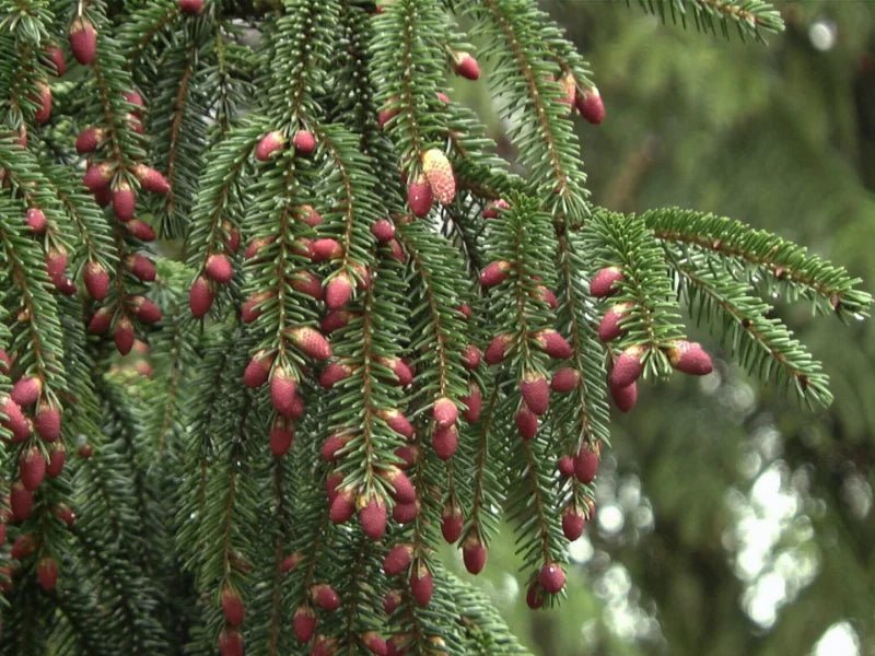 Oriental Spruce (Picea orientalis) - Ladybird Nursery
