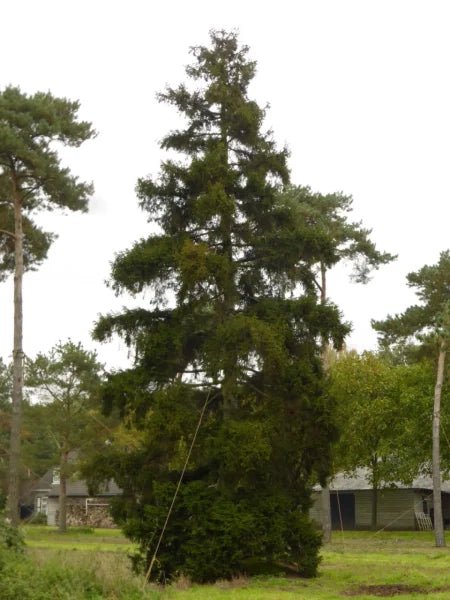 Oriental Spruce (Picea orientalis) - Ladybird Nursery