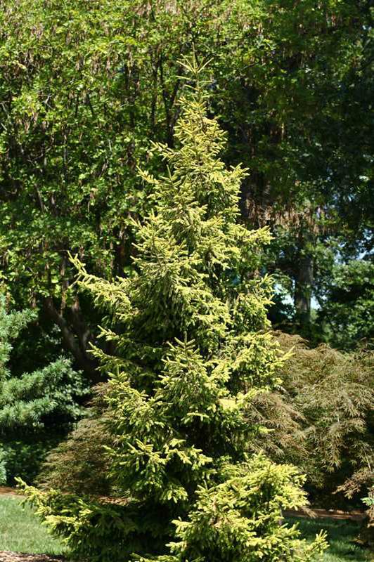 Oriental Spruce Skylands (Picea orientalis) - Ladybird Nursery