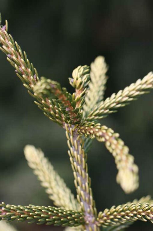 Oriental Spruce Skylands (Picea orientalis)