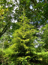 Oriental Spruce Skylands (Picea orientalis)