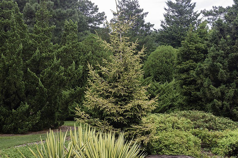 Oriental Spruce Skylands (Picea orientalis) - Ladybird Nursery