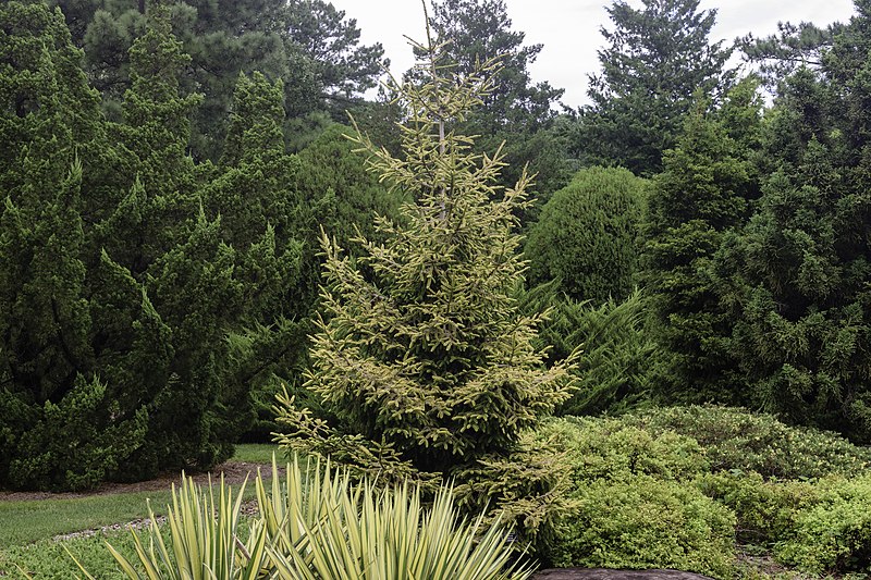 Oriental Spruce Skylands (Picea orientalis)