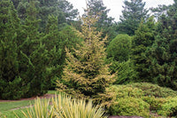 Oriental Spruce Skylands (Picea orientalis)