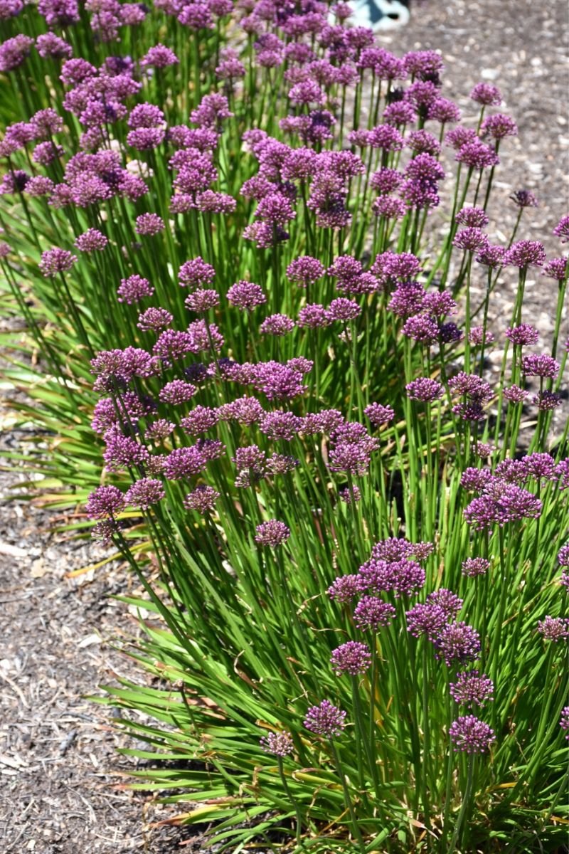 Ornamental Onion (Allium Luna) - Ladybird Nursery