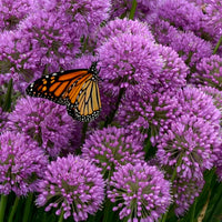 Ornamental Onion (Allium Luna) - Ladybird Nursery
